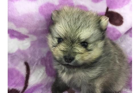 成約済の愛知県のポメラニアン-28159の3枚目